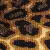Golden Yellow Fine Leopard Print